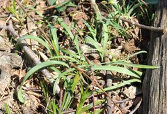 Galanthus alpinus