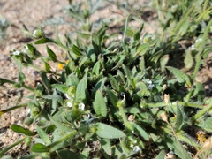 Plagiobothrys arizonicus