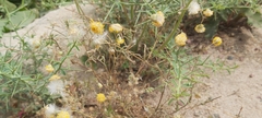 Senecio glaucus