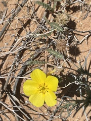Tribulus hystrix