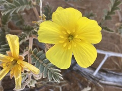 Tribulus hystrix