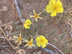 Tribulus hystrix