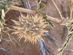 Tribulus hystrix