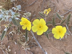 Tribulus hystrix