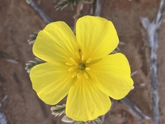 Tribulus hystrix