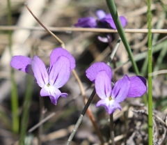 Viola aethnensis