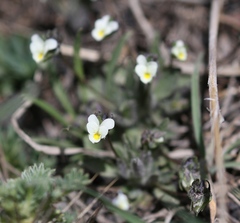 Viola parvula