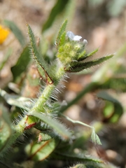 Plagiobothrys arizonicus