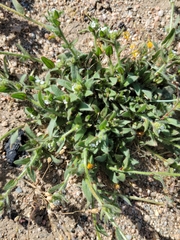 Plagiobothrys arizonicus