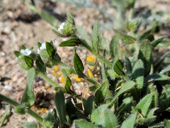 Plagiobothrys arizonicus