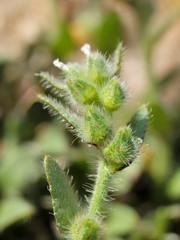 Plagiobothrys arizonicus