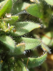 Plagiobothrys arizonicus