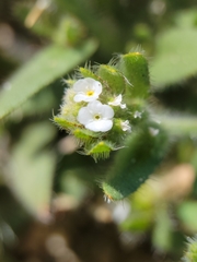 Plagiobothrys arizonicus