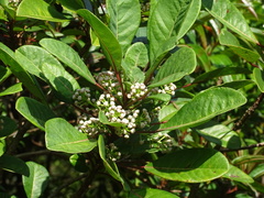 Daphniphyllum calycinum