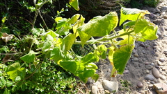 Abutilon grandifolium