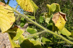 Abutilon grandifolium