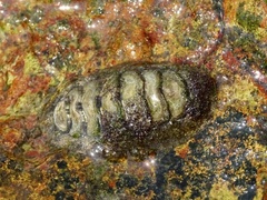 Liolophura