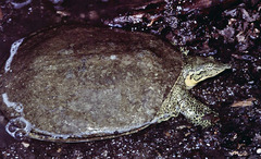 Apalone spinifera pallida