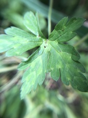 Geranium nepalense