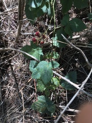 Rubus affinis