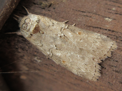 Nycteola asiatica