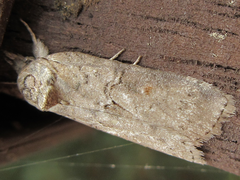 Nycteola asiatica