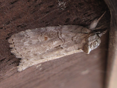 Nycteola asiatica
