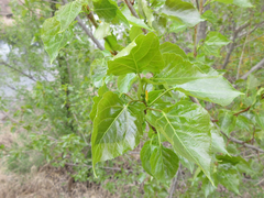 Populus