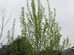 Populus