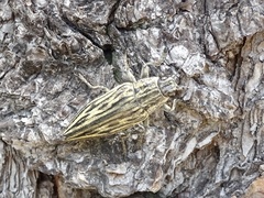 Chalcophora japonica