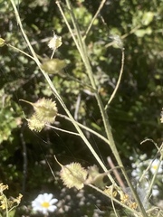 Bunias erucago