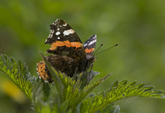 Vanessa atalanta