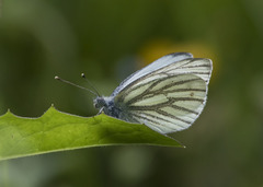 Pieris napi