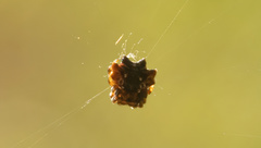 Gasteracantha mediofusca