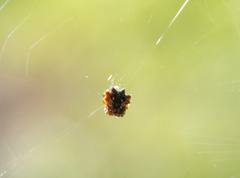 Gasteracantha mediofusca