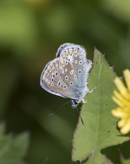 Polyommatus icarus
