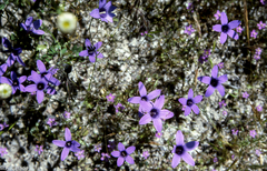 Campanula lusitanica