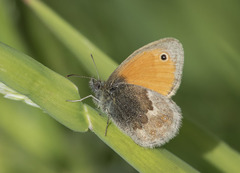 Coenonympha pamphilus