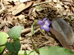 Torenia benthamiana, photograph Toby Y, CC BY, iNaturalist via GBIF