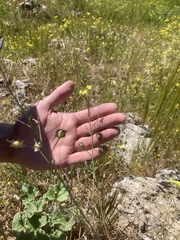 Bunias erucago