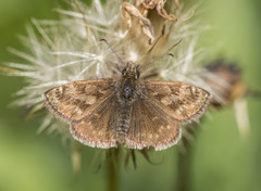 Erynnis tages
