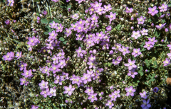 Spergularia purpurea