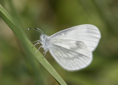 Leptidea sinapis