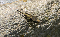 Timoritettix platynotus