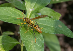 Polistes diabolicus