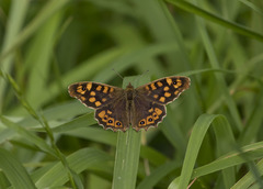 Pararge aegeria