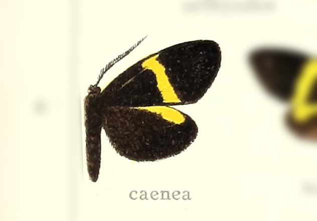 Brachyglene caenea