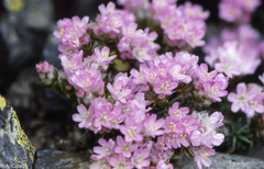 Armeria caespitosa