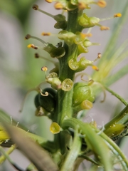 Stillingia paucidentata