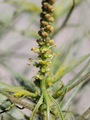 Stillingia paucidentata